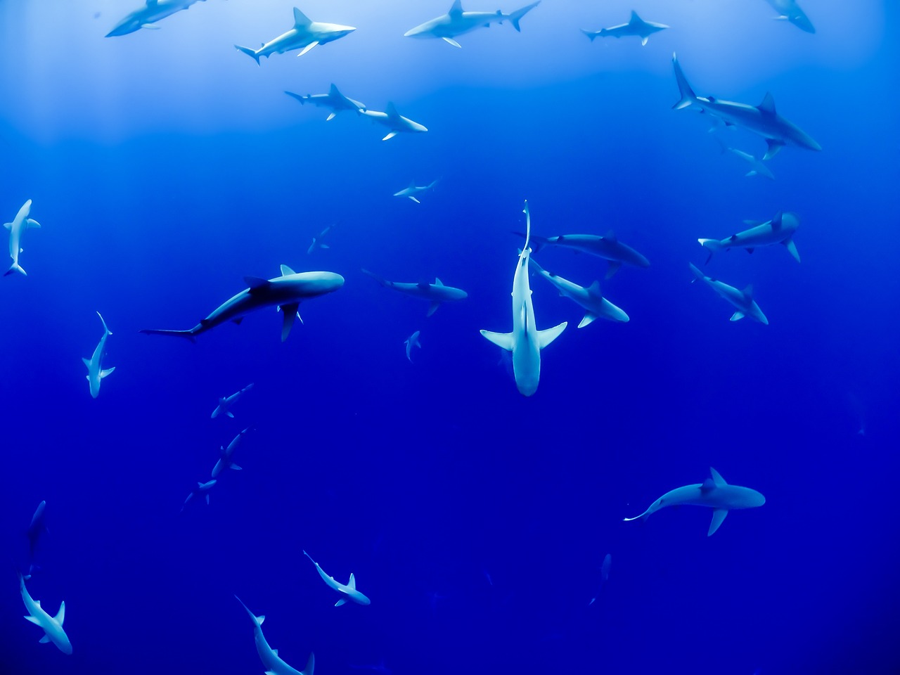 日本水族馆翻车鱼因没游客自闭,统计研究解释定义_市版81.77.61